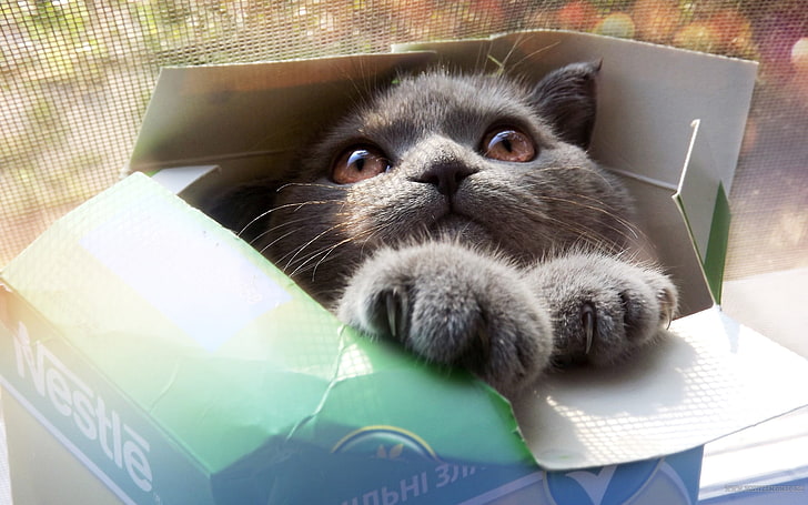 short-coated gray kitten, cat, box, cool cat, funny cat, domestic Cat, HD wallpaper