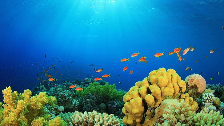fish, fishes, ocean, Reef, sea, tropical, underwater, animal, HD wallpaper