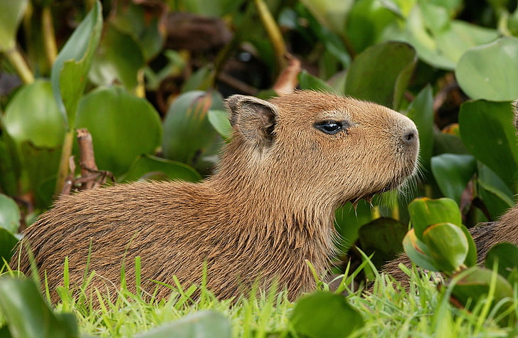 Capybara Venezuela, brown capybara, Animals, Wild, animal wildlife