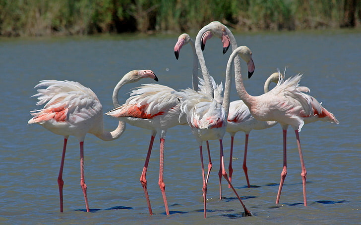 The Greater Flamingo (phoenicopterus Roseus) Is The Most Abundant Species Of Flamingo Family. It Is Found In Africa, The Indian Subcontinent, The Middle East And Southern Europe, HD wallpaper