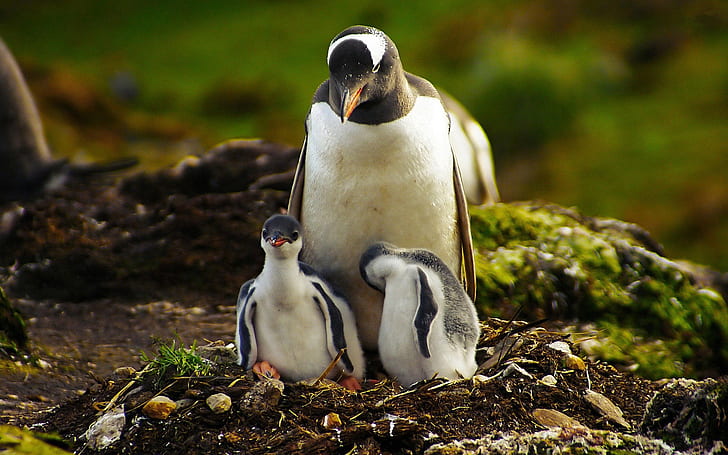 Penguin mother and baby penguin, HD wallpaper
