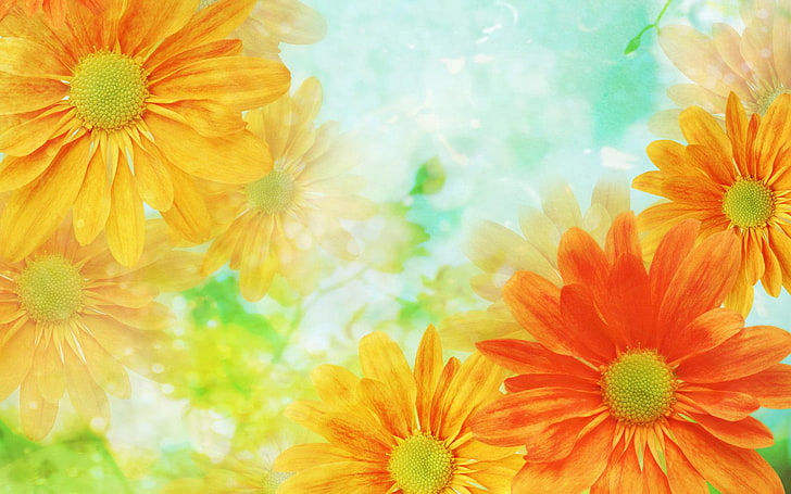 flowers, orange, yellow, closeup, flowering plant, freshness, HD wallpaper