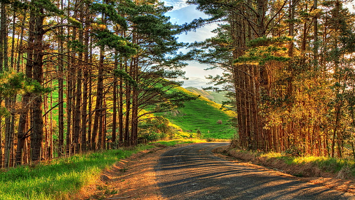 nature, road, trees, vegetation, wilderness, hill, sky, sunlight