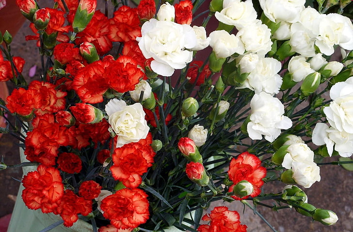 white and red flowrs, pinks, much, bouquet, nature, flower, decoration