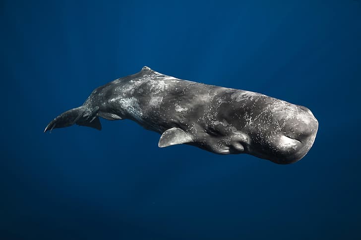mammal, Sperm whale, the largest of the toothed whales, Physeter macrocephalus