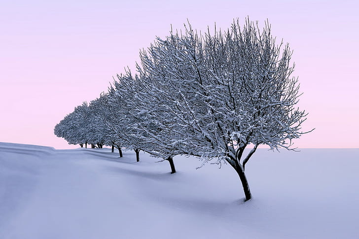 trees, seasons, landscape, nature, winter, HD wallpaper
