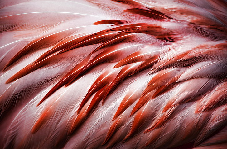 red feather wallpaper, bird, feathers, Flamingo, animal, backgrounds, HD wallpaper