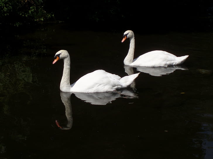 two white swans on body of water, Side By Side, Nature, cygne