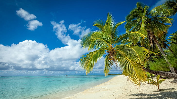 nature, landscape, tropical, island, beach, palm trees, white, HD wallpaper