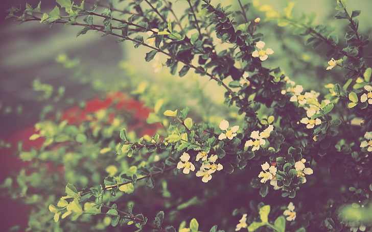 flowers, blurred, plant, growth, beauty in nature, flowering plant