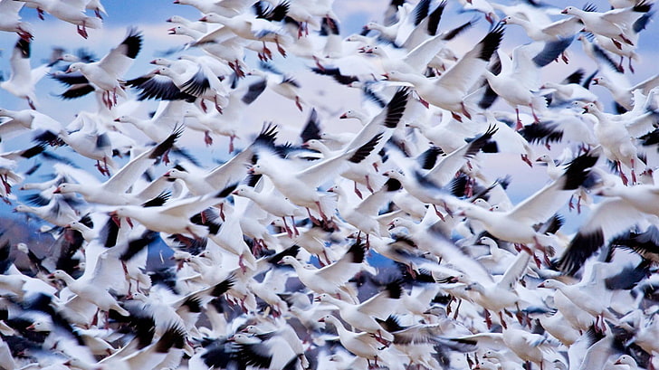 white and black floral textile, animals, birds, geese, abundance, HD wallpaper