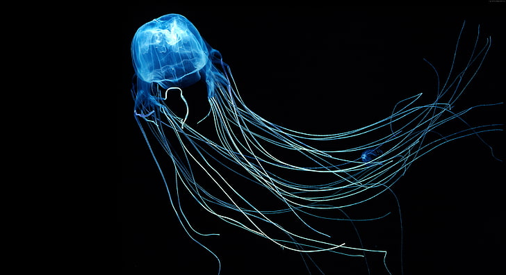 5k, diving, Rangiroa, Indian Ocean, Jellyfish, 4k, Australian Box Jellyfish, HD wallpaper