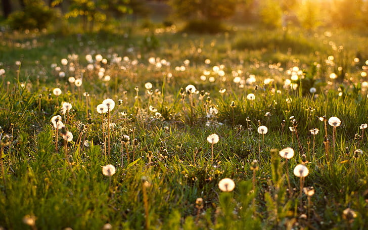 Dandelion Summer, dandelion, sunshine, floating pieces, clouds, field, HD  wallpaper | Peakpx