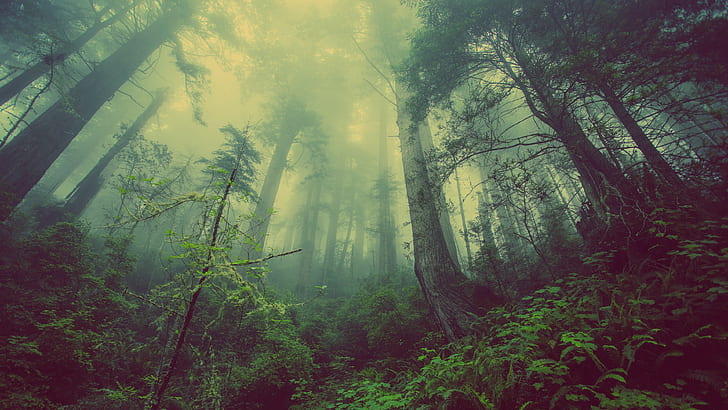 jungle, Sun, haze, green, mist, trees, forest