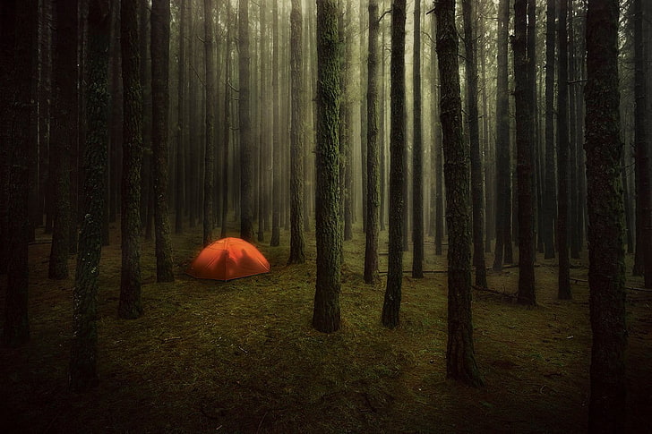 orange tent in the middle of trees in forest, nature, branch