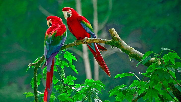nature, animals, wildlife, macaws, parrot, bird, red, perching, HD wallpaper