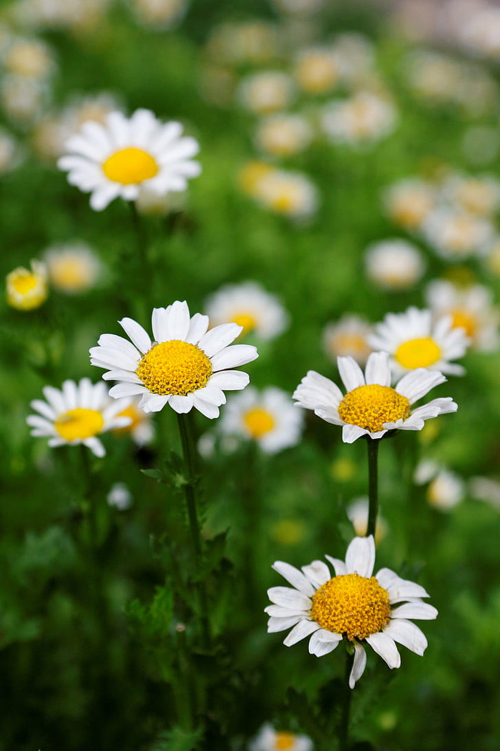 white-and-yellow flowers tilt shift lens photography, daisy, daisy