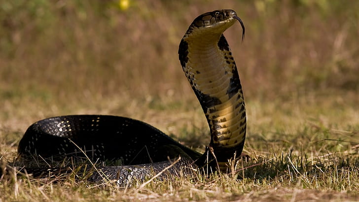 Reptile King Cobra Snake Live Wallpaper - free download