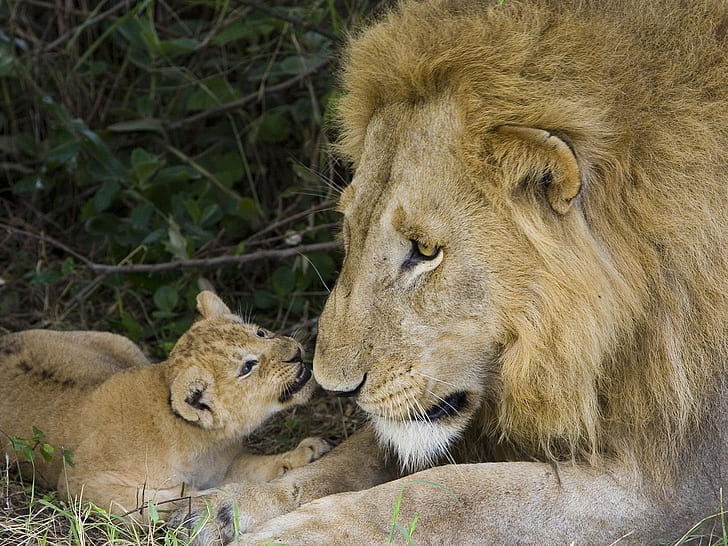 lion father and baby family animal Love wildlife HD, animals, HD wallpaper