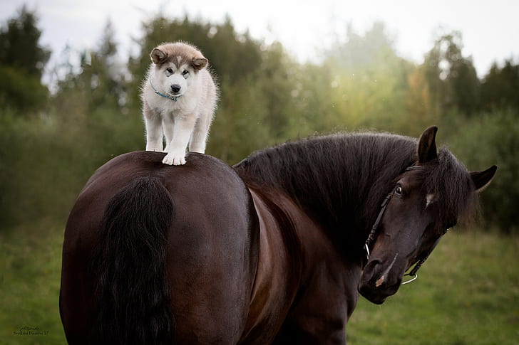horse, dog, puppy, rider, Siberian Husky