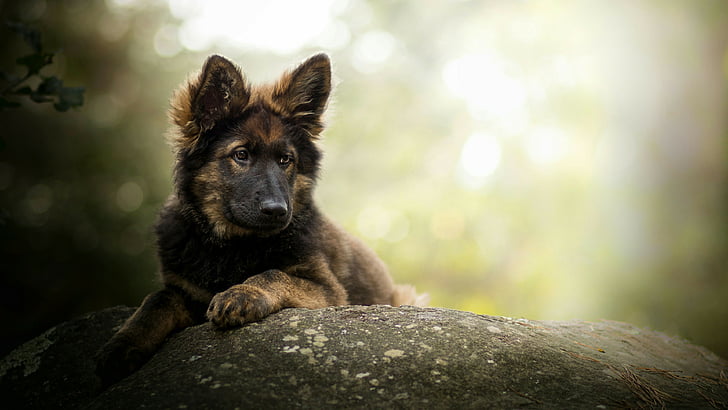 dog, dog breed, german shepherd, old german shepherd, old german shepherd dog, HD wallpaper