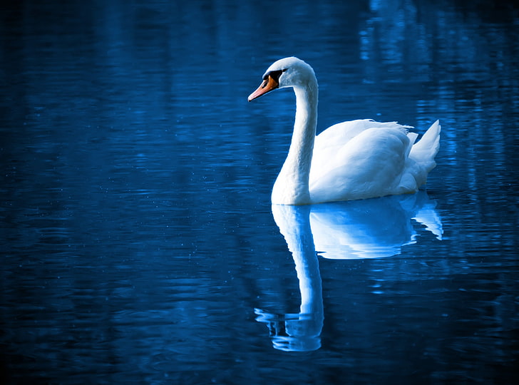 HD wallpaper: Beautiful Swan, white swan, Animals, Birds, Blue, Color,  River | Wallpaper Flare