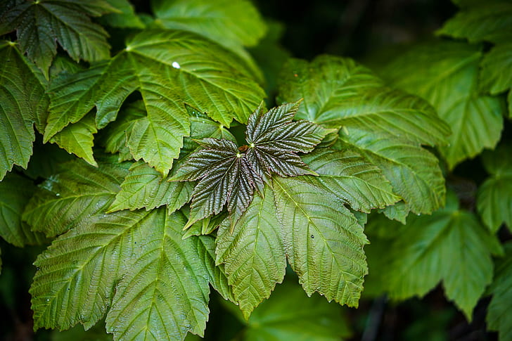 green leaves, leaf, nature, green Color, plant, close-up, summer