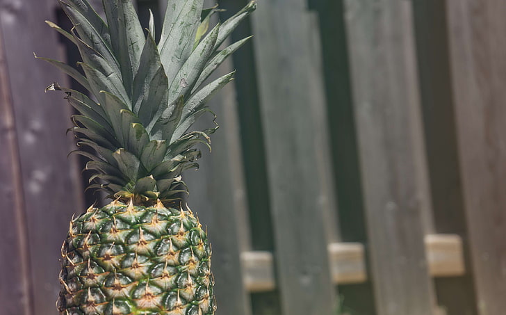 fence, fruit, pineapple, summer, summer vibes, summertime, tropical, HD wallpaper