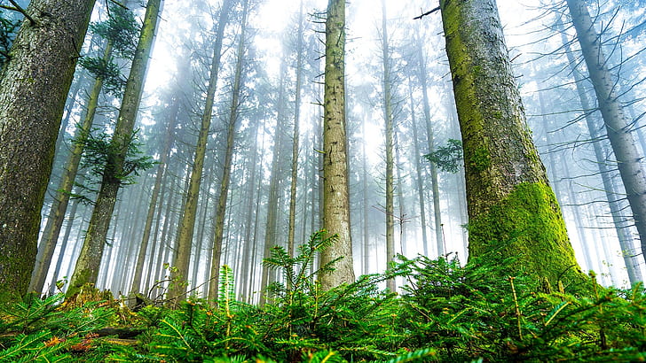 fir forest, tree, coniferous forest, old growth forest, woodland