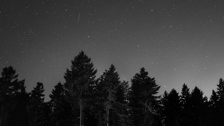 Hd Wallpaper: Starry, Sky, Night, Dark, Trees, Black And White, Monochrome  Photography | Wallpaper Flare