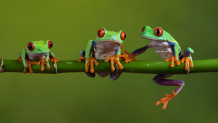 tree frog, amphibian, twig, tree frogs, red-eyed tree frog, HD wallpaper
