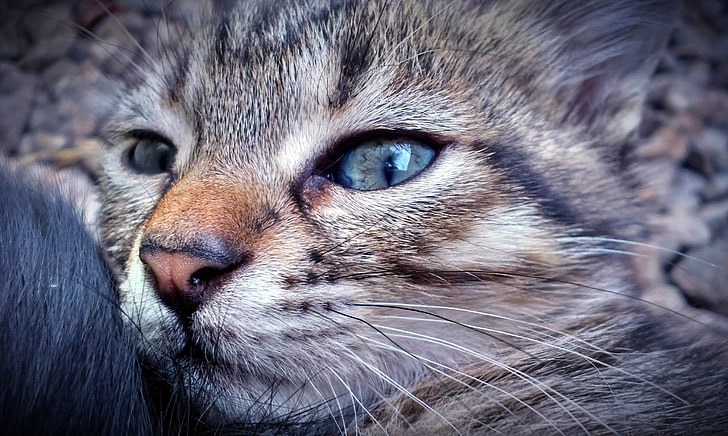 closeup photo of brown tabby cat, one animal, animal themes, mammal