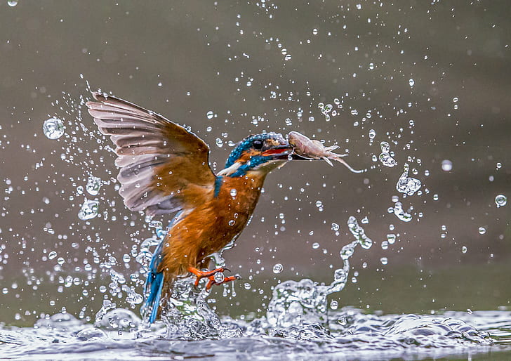 brown and blue Kingfisher catch shrimp above body of water, kingfisher