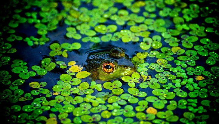 animals, frog, amphibian, water, plants, leaves, one animal