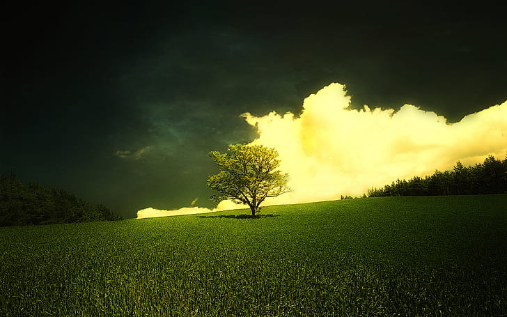 Field, Tree, Green, Grass, Spring, Scenery, HD wallpaper