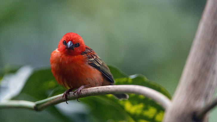 red Cardinal bird, red fody, red fody, red  fody, small, branch, HD wallpaper