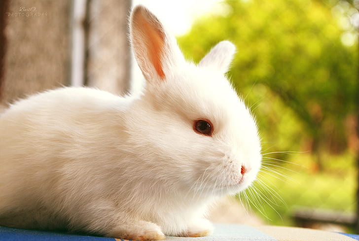 White rabbit, white rabbit, blur, animals, nature
