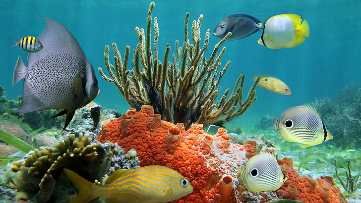 underwater coral reef scenery background, sea, sea life, animal, HD wallpaper