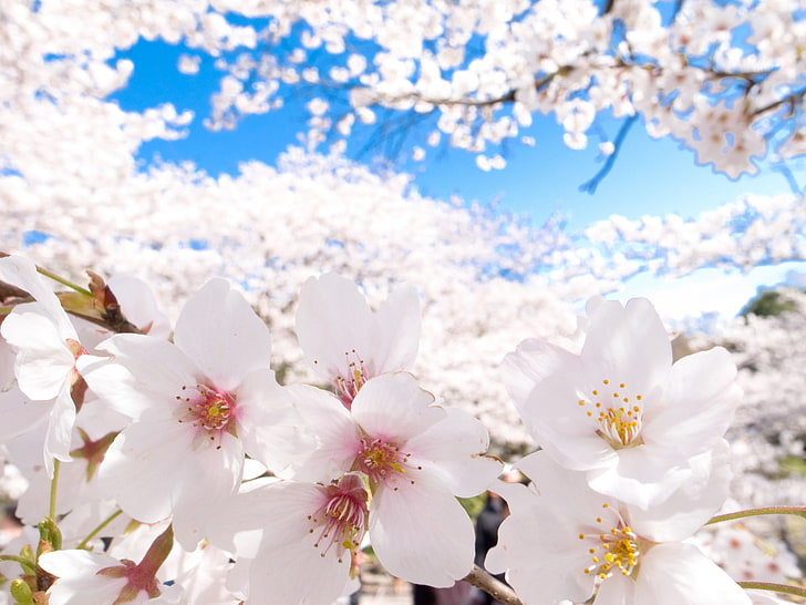 white flowers, cherry blossom, Japan, clear sky, nature, plants