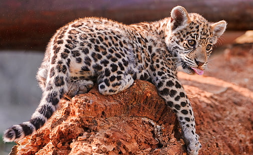 HD wallpaper: Jaguar Cubs, Bratislava Zoo, brown and black leopard, Animals  | Wallpaper Flare