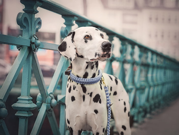 dog, 5K, cute animals, Dalmatian