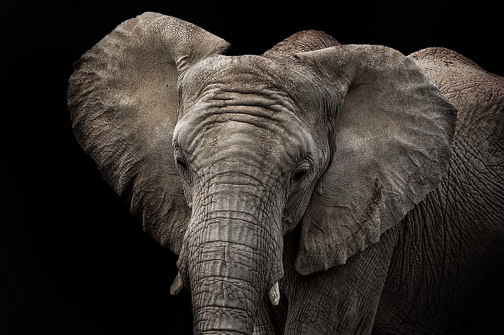 animals, elephant, black background, closeup, animal themes, HD wallpaper