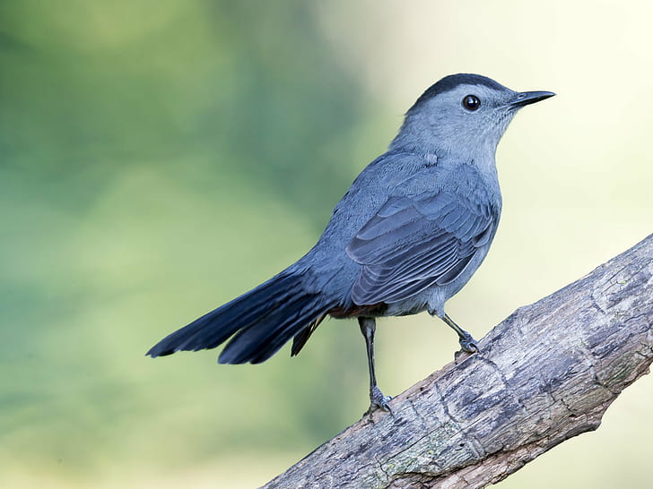 HD wallpaper: blue and gray feathered bird, Gray blue, owen park, gray catb...