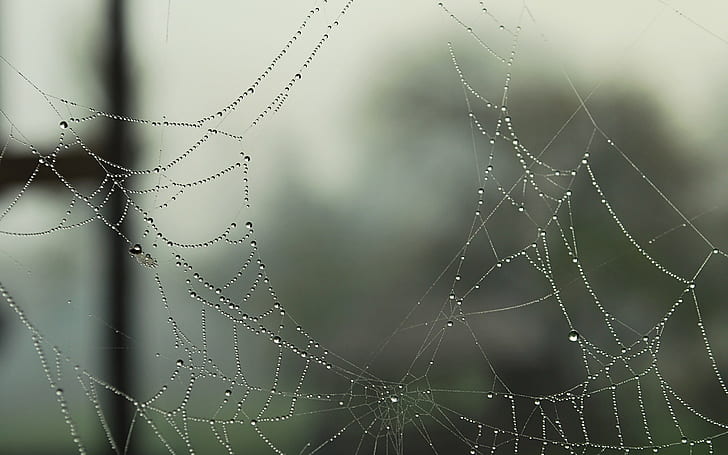 water drops, spiderwebs, HD wallpaper