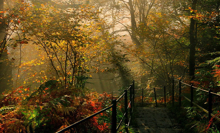 path, tree, plant, change, autumn, nature, railing, forest, HD wallpaper