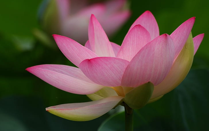Lotus macro photography, pink full bloom flower, HD wallpaper