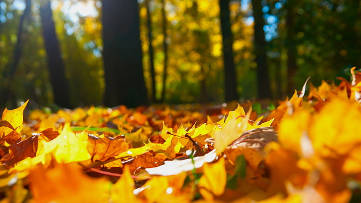yellow leaves, autumn, deciduous, tree, sunlight, forest, HD wallpaper