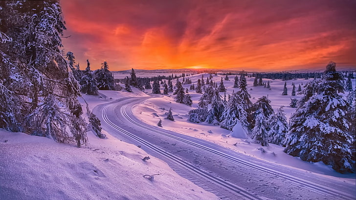 winter, sky, snow, nature, freezing, tree, cloud, orange sky, HD wallpaper
