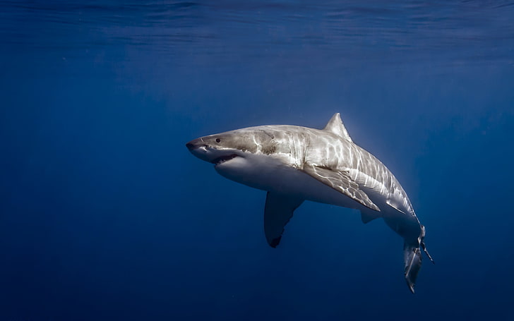 gray shark, Mexico, Isla de Guadalupe, Carcharodon carcharias, HD wallpaper