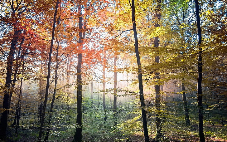 nature, landscape, colorful, trees, fall, forest, sunlight, HD wallpaper
